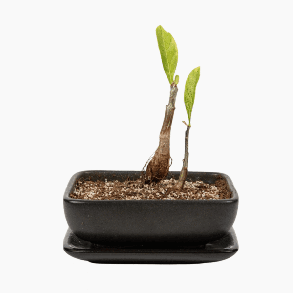 Baobab bonsai growing kit with seeds, pot, and soil pellet