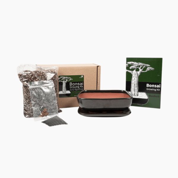 Baobab bonsai growing kit with seeds, pot, and soil pellet