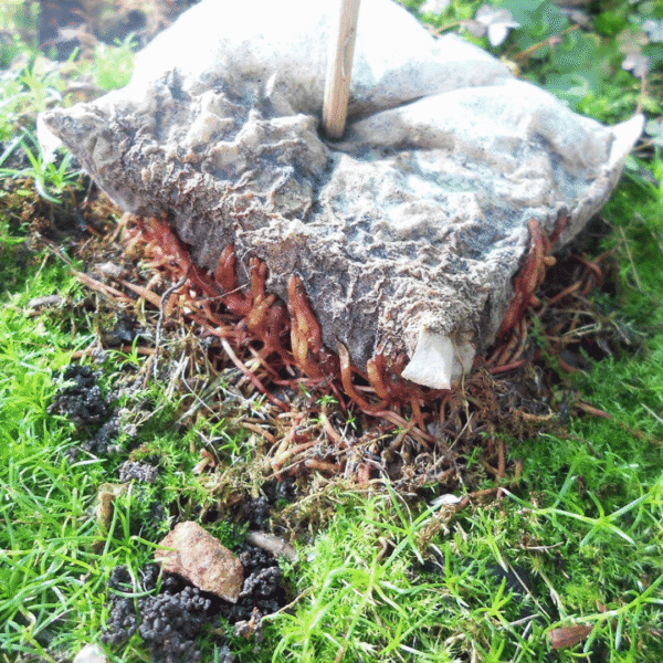 bonsai fig roots bonsaiboost