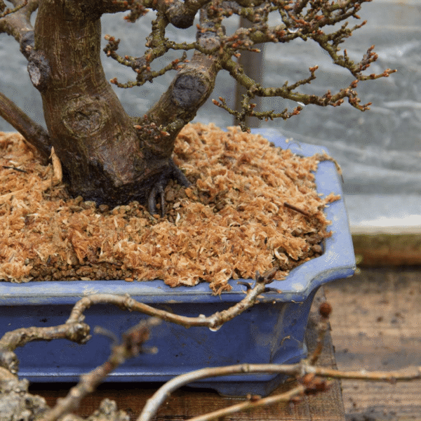 Rehydrated sphagnum moss, light brown and fluffy, ideal for plant growth
