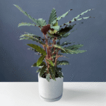 Calathea Rufibarba with velvety green leaves and purple undersides.