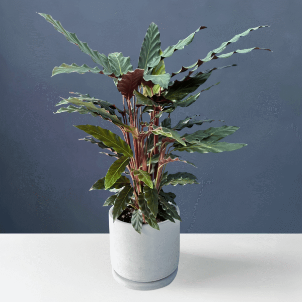 Calathea Rufibarba with velvety green leaves and purple undersides.