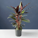 Calathea Rufibarba with velvety green leaves and purple undersides.