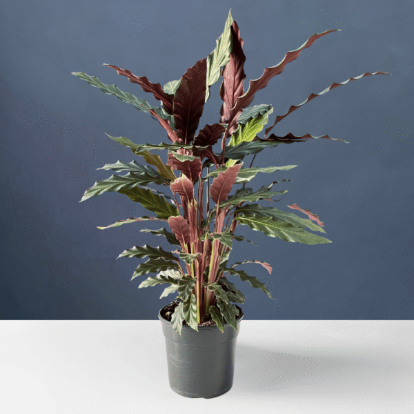 Calathea Rufibarba with velvety green leaves and purple undersides.