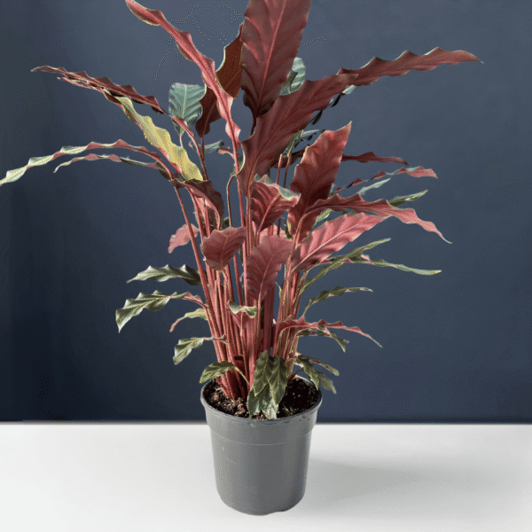 Calathea Rufibarba with velvety green leaves and purple undersides.