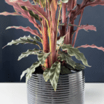 Calathea Rufibarba with velvety green leaves and purple undersides.