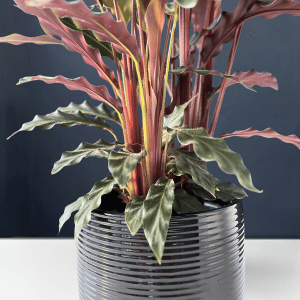 Calathea Rufibarba with velvety green leaves and purple undersides.