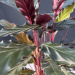 Calathea Rufibarba with velvety green leaves and purple undersides.