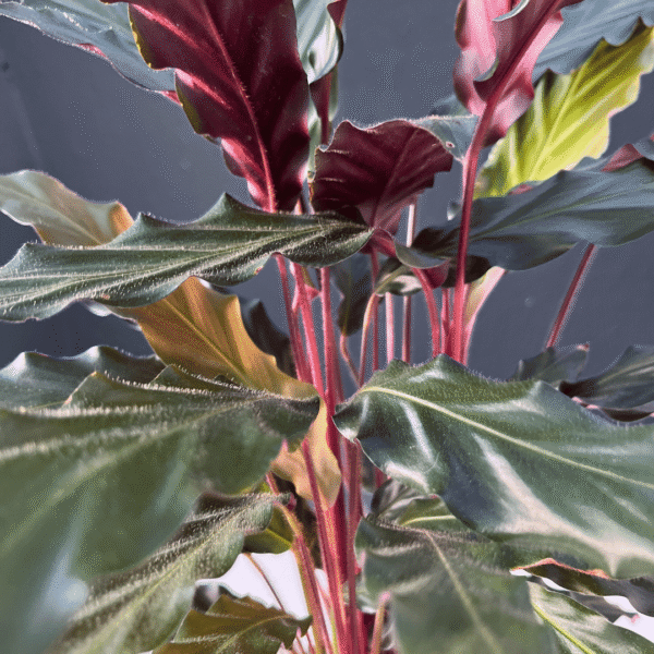 Calathea Rufibarba with velvety green leaves and purple undersides.