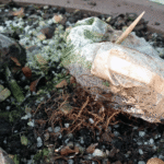 elm roots bonsaiboost