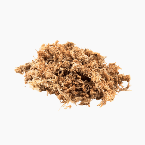 Rehydrated sphagnum moss, light brown and fluffy, ideal for plant growth
