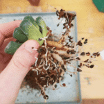 Ibaraki Hard Akadama fine 1–3mm particles, showing natural brown tones