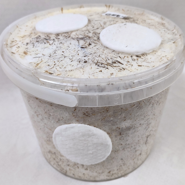 Shiitake Mushroom Grow Block 2.5L (Lentinula edodes – Gourmet Home Grow Kit) - Image 2