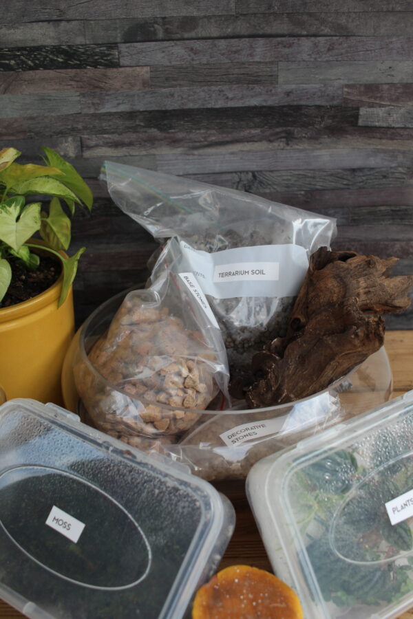 Large DIY Terrarium Bowl Kit | All-in-One Glass Garden Set | Ideal for Indoor Green Décor & Gifts - Image 3