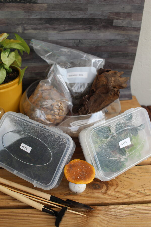 Large DIY Terrarium Bowl Kit | All-in-One Glass Garden Set | Ideal for Indoor Green Décor & Gifts - Image 2