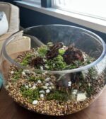Large DIY terrarium bowl kit with soil, moss, stones, and plants.