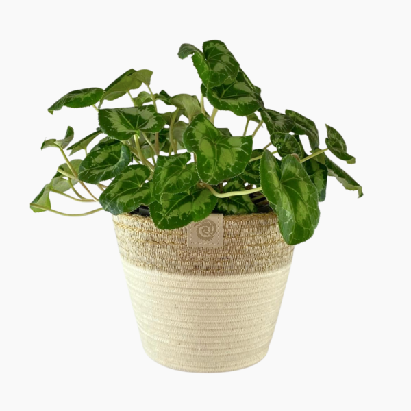 Medium Rope Planter in ivory and jute, 18cm × 15cm.