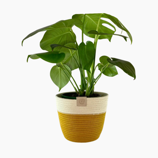 Small Rope Planter in mustard and ivory, 16cm × 13cm.