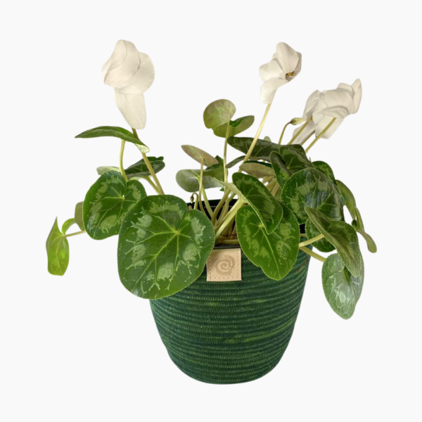 Small Rope Planter in green, 16cm × 13cm.