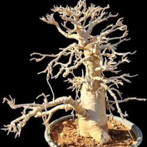 Baobab Kremetart Bonsai – 45+ year old African bonsai with thick trunk and leafless winter dormancy