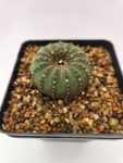 Frailea castanea Seeds | Rare Cactus Seeds for Home Growing