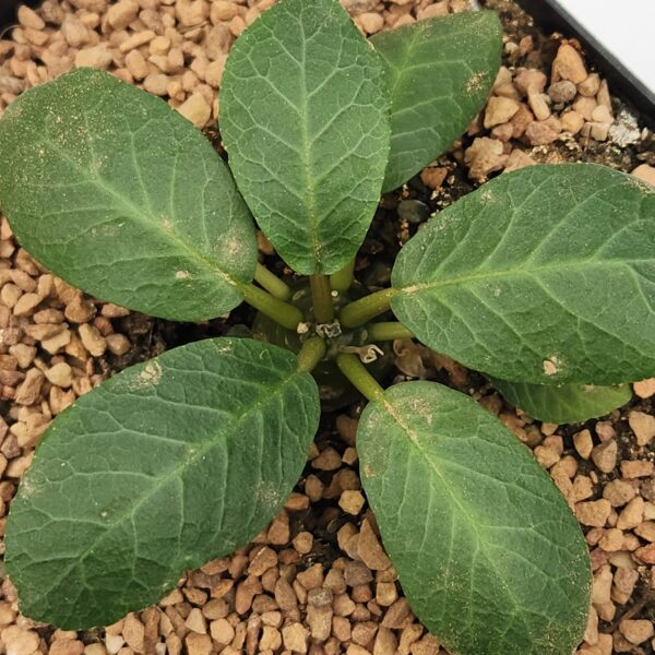 Dorstenia foetida | Caudex Succulent – Rare Collector Desert Plant - Image 2