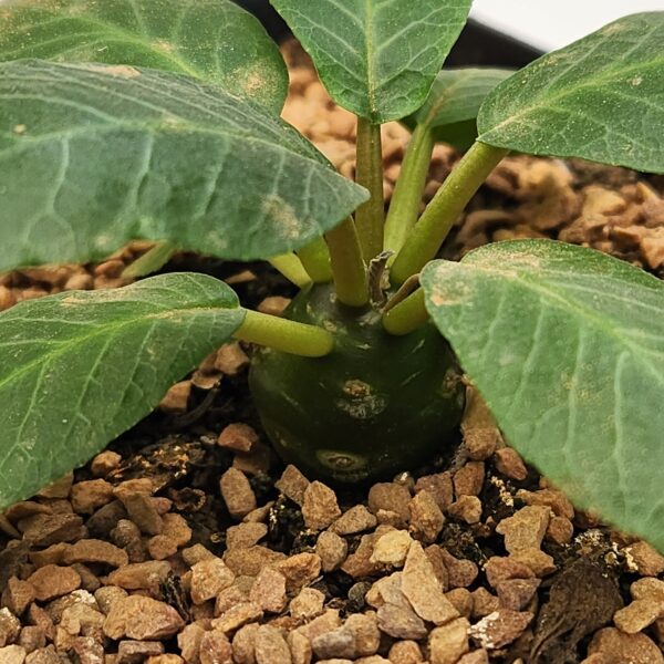 Dorstenia foetida | Caudex Succulent – Rare Collector Desert Plant - Image 3