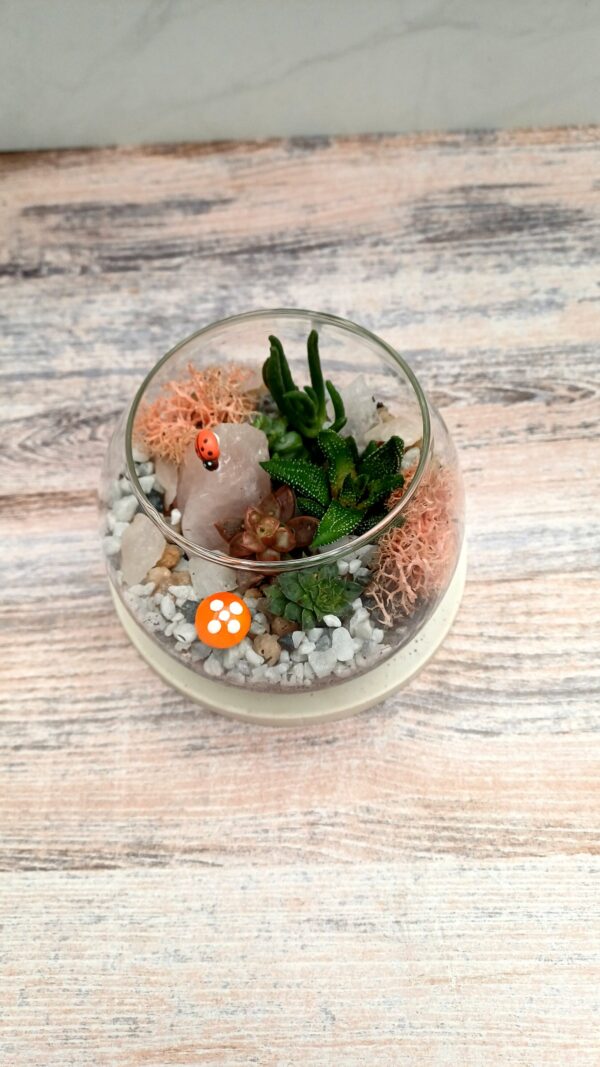 Miniature Glass Terrarium with Succulents – Mini Garden Arrangement | Decorative Glass Terrarium - Image 3