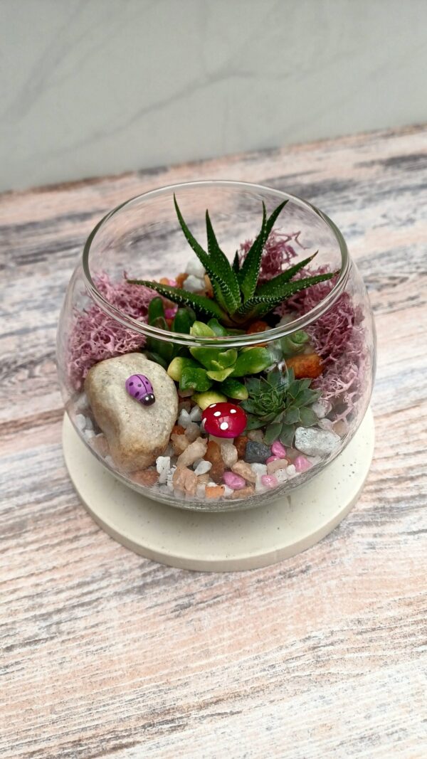 Miniature Glass Terrarium with Succulents – Mini Garden Arrangement | Decorative Glass Terrarium - Image 4