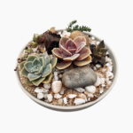 Trio succulent bowl