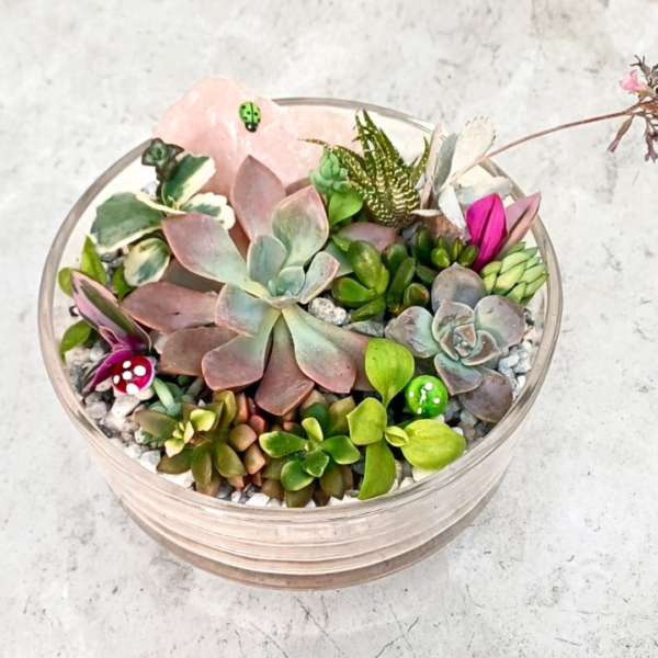 Mixed Succulent Arrangement in Glass Bowl – Colourful Indoor Mini Garden | Succulent Gift - Image 2