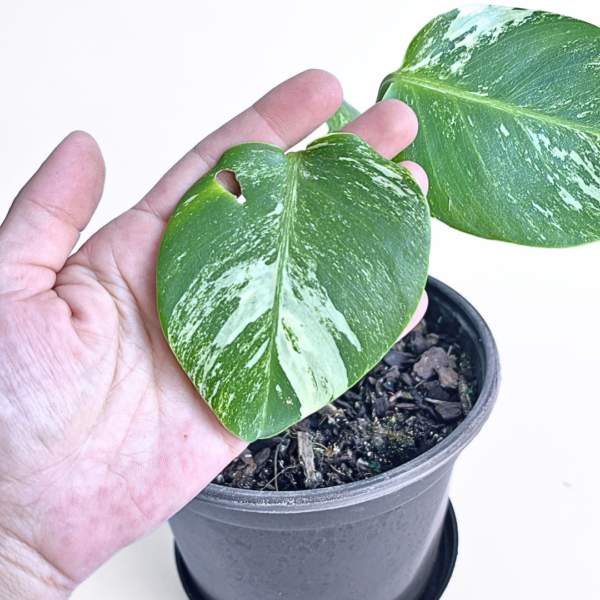 Variegated Monstera deliciosa Albo Variegata in a black nursery pot with marbled white and green leaves and natural fenestrations.