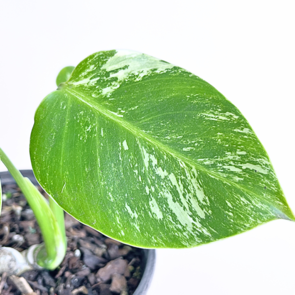 Variegated Monstera deliciosa Albo Variegata in a black nursery pot with marbled white and green leaves and natural fenestrations.