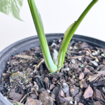 Variegated Monstera deliciosa Albo Variegata in a black nursery pot with marbled white and green leaves and natural fenestrations.