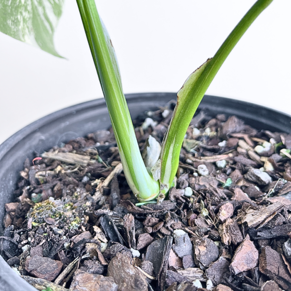 Variegated Monstera deliciosa Albo Variegata in a black nursery pot with marbled white and green leaves and natural fenestrations.