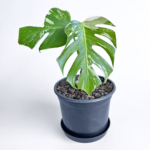Variegated Monstera deliciosa Albo Variegata in a black nursery pot with marbled white and green leaves and natural fenestrations.