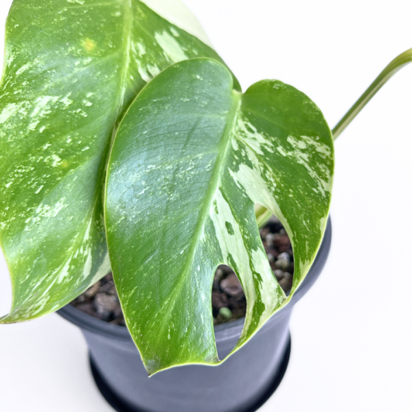 Monstera Albo Variegata Plant 11 | 4 leaves | Rare Variegated Swiss Cheese Plant | Indoor Houseplant - Image 6