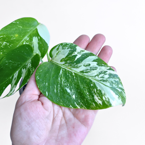 Monstera Albo Variegata Plant 11 | 4 leaves | Rare Variegated Swiss Cheese Plant | Indoor Houseplant - Image 7