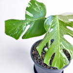 Variegated Monstera deliciosa Albo Variegata in a black nursery pot with marbled white and green leaves and natural fenestrations.
