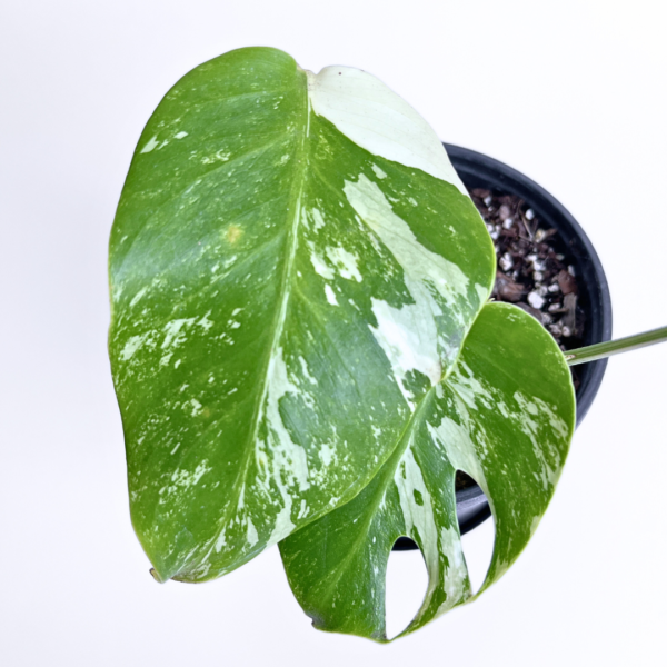 Monstera Albo Variegata Plant 11 | 4 leaves | Rare Variegated Swiss Cheese Plant | Indoor Houseplant - Image 8