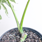 Variegated Monstera deliciosa Albo Variegata in a black nursery pot with marbled white and green leaves and natural fenestrations.