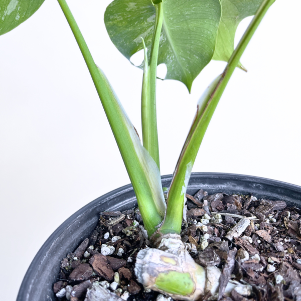 Monstera Albo Variegata Plant 11 | 4 leaves | Rare Variegated Swiss Cheese Plant | Indoor Houseplant - Image 9