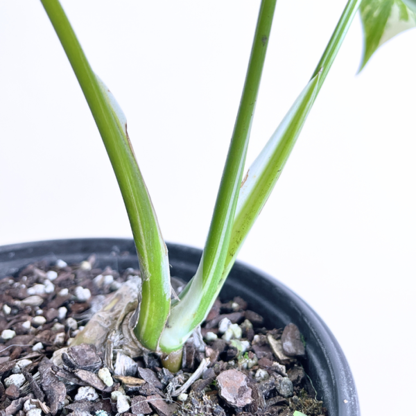 Monstera Albo Variegata Plant 11 | 4 leaves | Rare Variegated Swiss Cheese Plant | Indoor Houseplant - Image 10