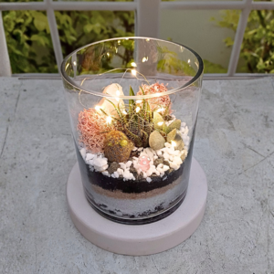 Succulent terrarium in a clear glass cylinder with fairy lights, moss, pebbles, and layered sand — glowing indoor mini garden.