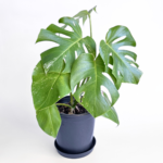 Monstera Albo Variegata Plant 12 | 7 leaves | Rare Variegated Swiss Cheese Plant | Indoor Houseplant