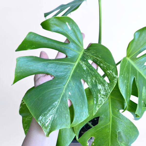 Monstera Albo Variegata Plant 12 | 7 leaves | Rare Variegated Swiss Cheese Plant | Indoor Houseplant - Image 2