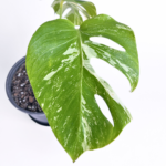 Variegated Monstera deliciosa Albo Variegata in a black nursery pot with marbled white and green leaves and natural fenestrations.
