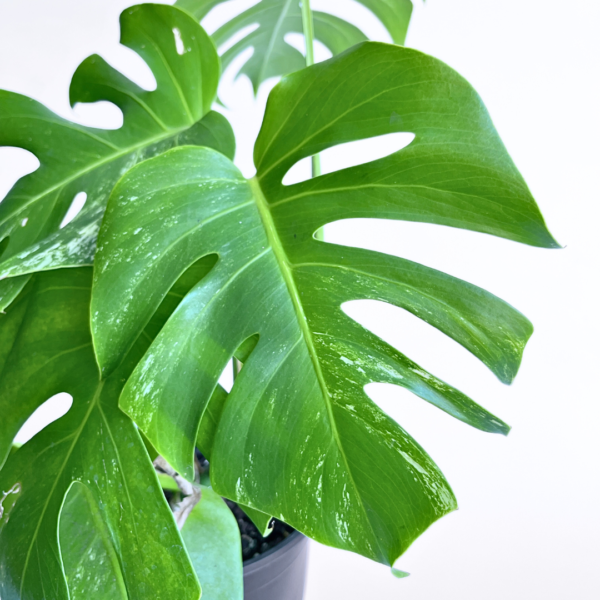 Monstera Albo Variegata Plant 12 | 7 leaves | Rare Variegated Swiss Cheese Plant | Indoor Houseplant - Image 3