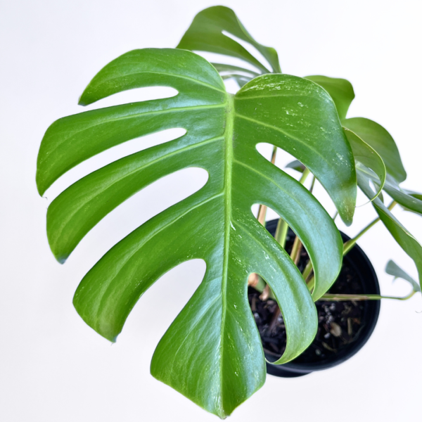 Monstera Albo Variegata Plant 12 | 7 leaves | Rare Variegated Swiss Cheese Plant | Indoor Houseplant - Image 5