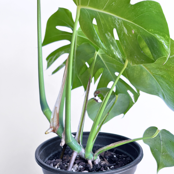 Monstera Albo Variegata Plant 12 | 7 leaves | Rare Variegated Swiss Cheese Plant | Indoor Houseplant - Image 6